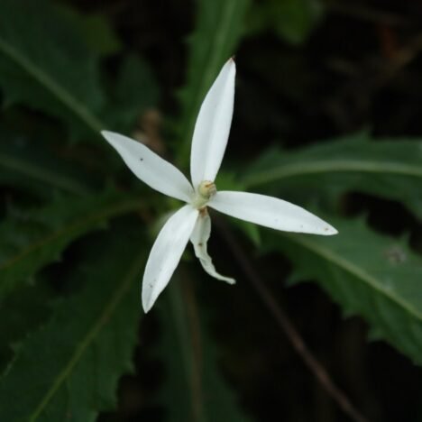 Curug Putri Pelangi: Ular Bermuka Putri Bermahkota Pelangi